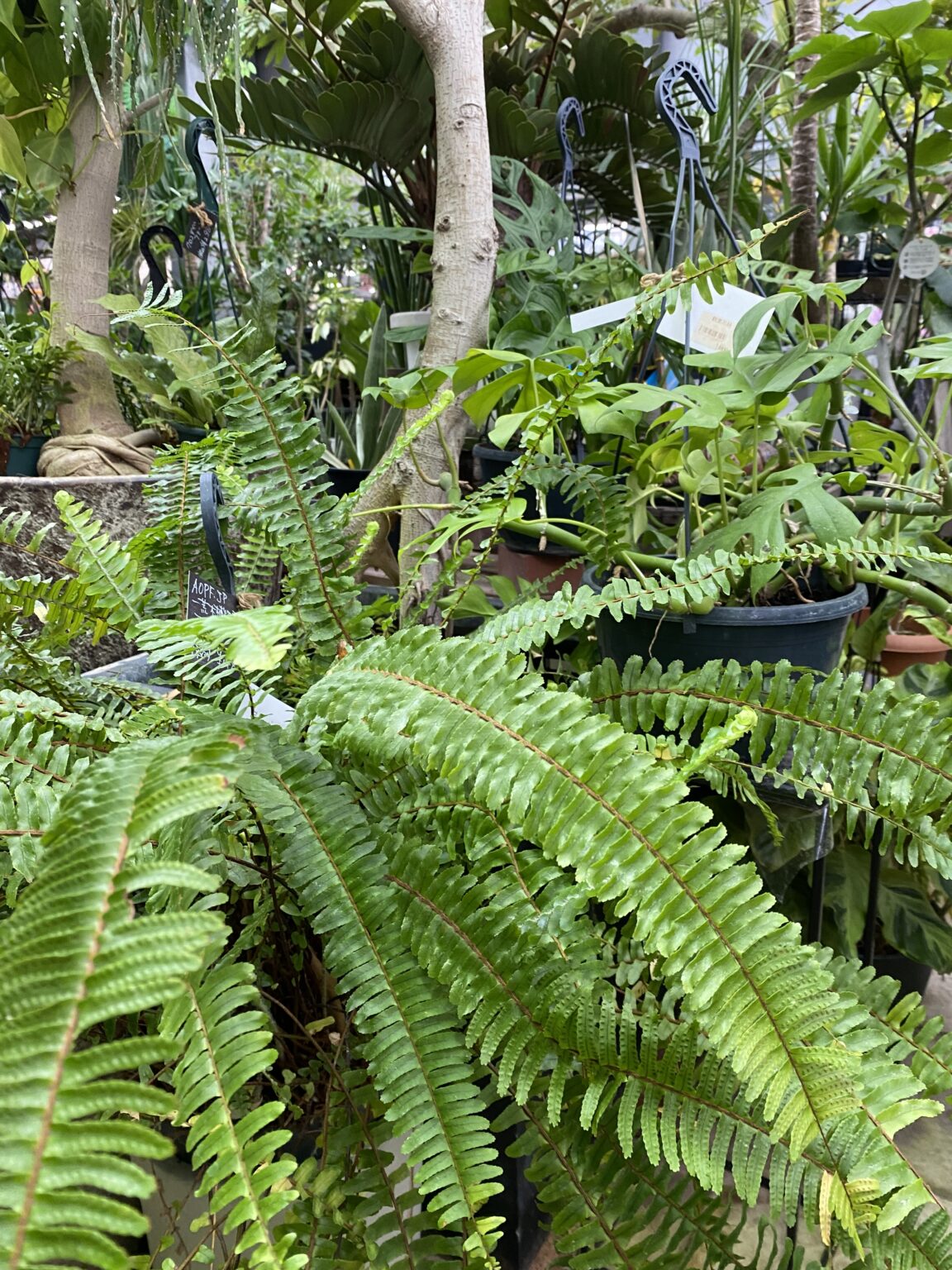 シダ植物の奥深さと癒しの力 〜雨の日のガーデニング〜 | 希望が丘｜やまぐち呼吸器内科・皮膚科クリニック