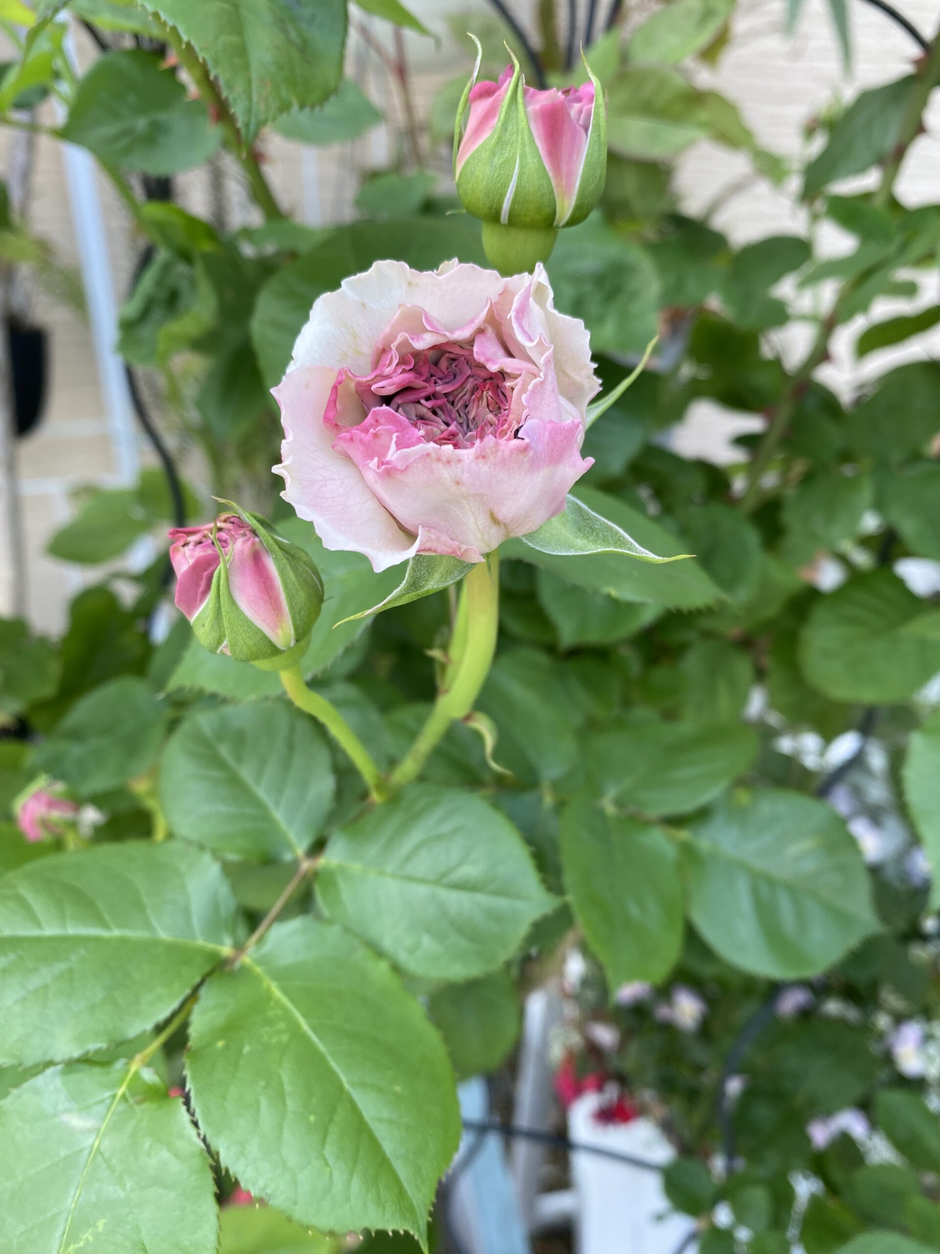 IMG_1670-scaled.jpg