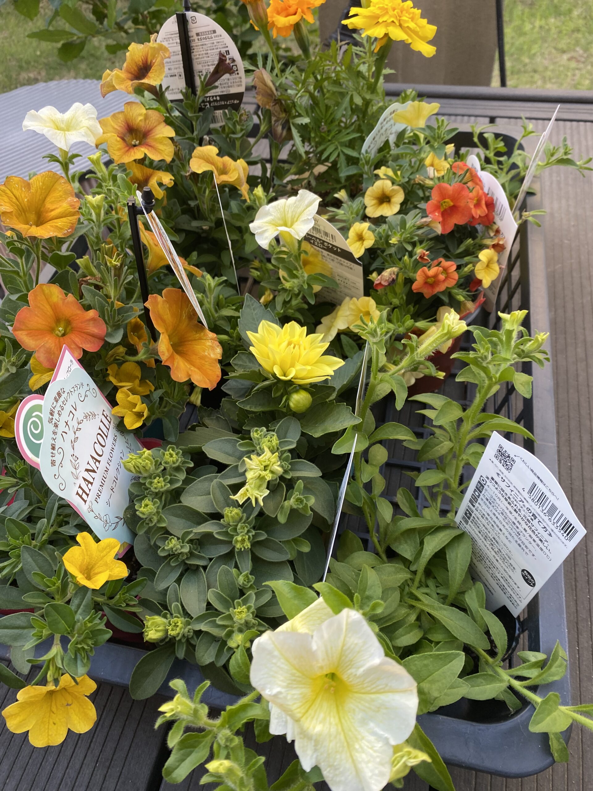 【やま】ひまわりカラーのお花ちゃん形オルゴナイト☆他８点 あなたの好きなビビッドカラーの花苗を買いました | 希望が丘