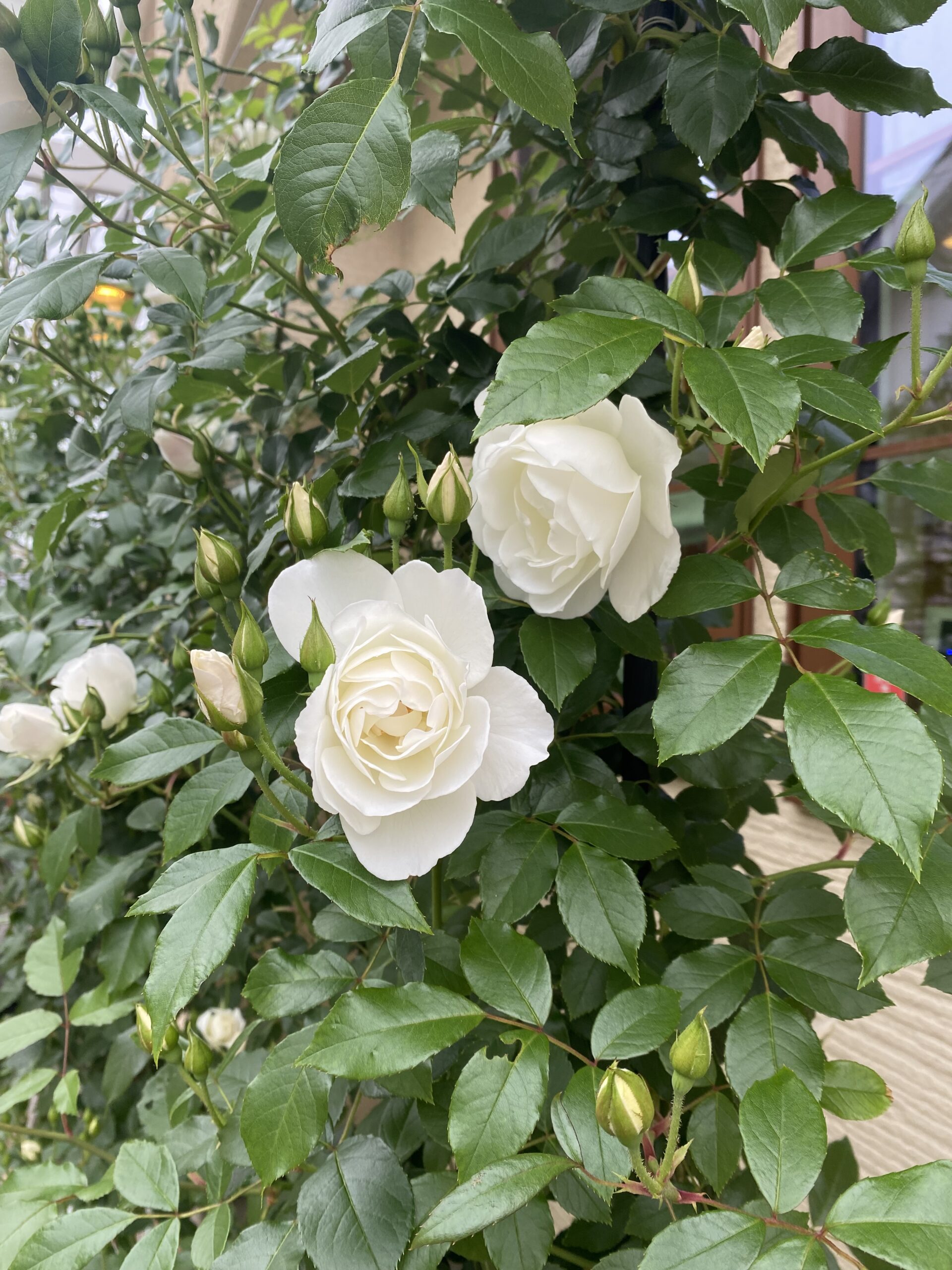 自宅の庭のバラが咲いてきました🌹 | 希望が丘｜やまぐち呼吸器内科