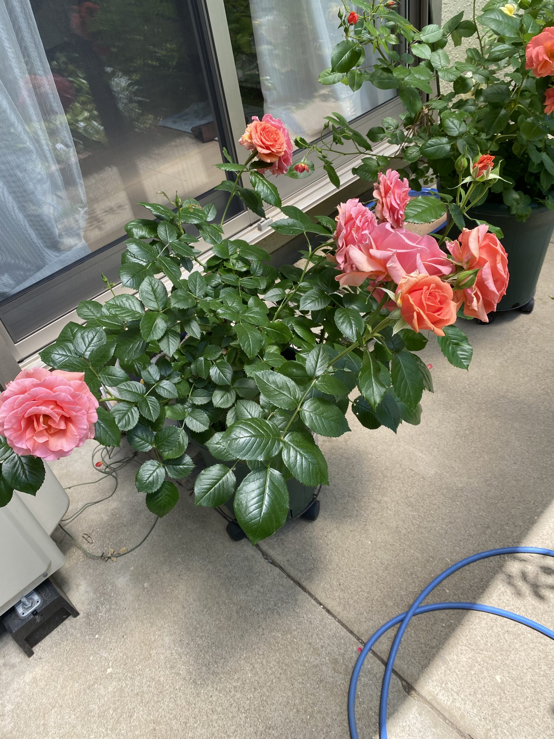 濃いピンクのバラのつぼみと花