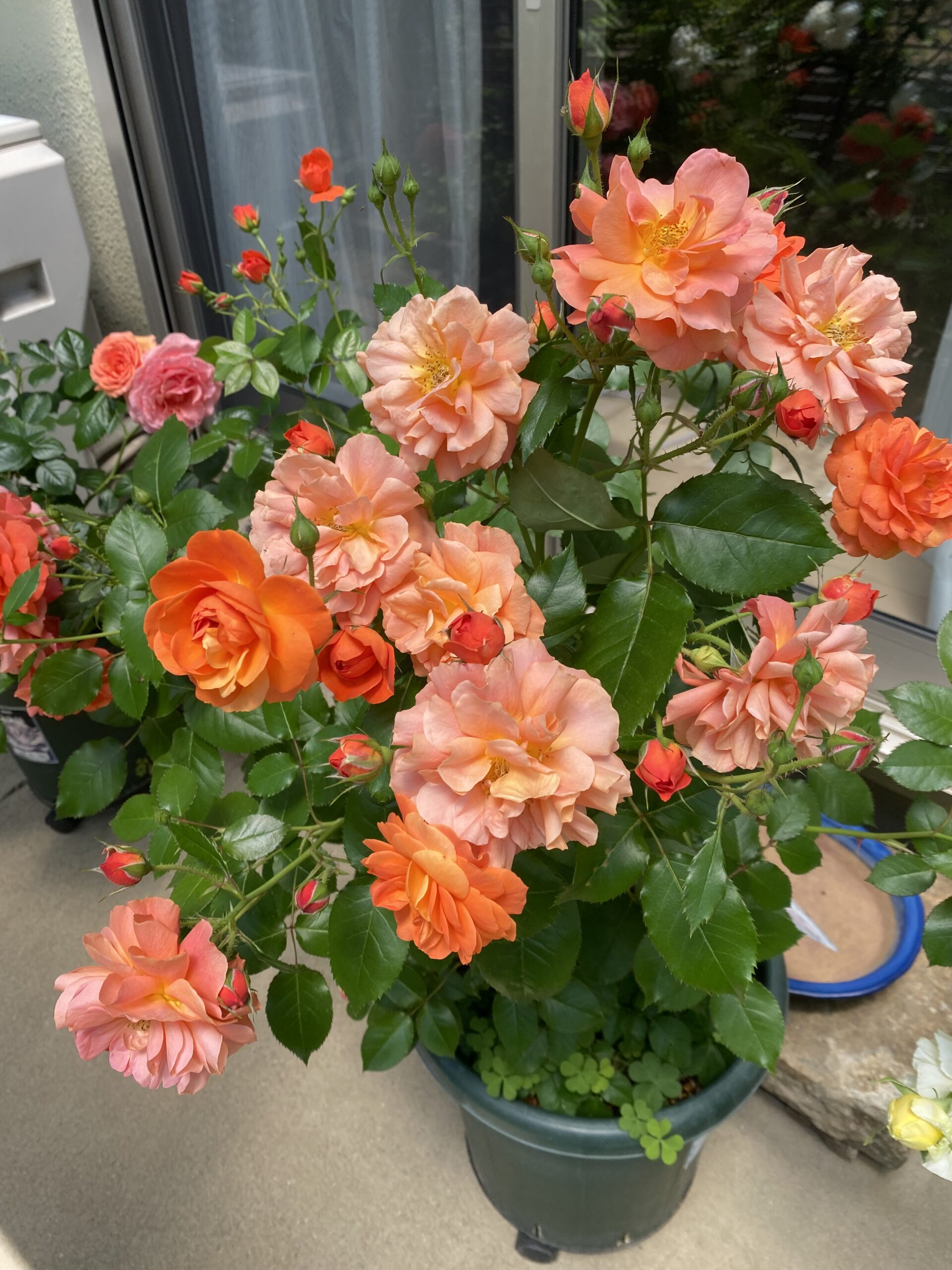 アプリコット色とオレンジ色の華やかなバラ