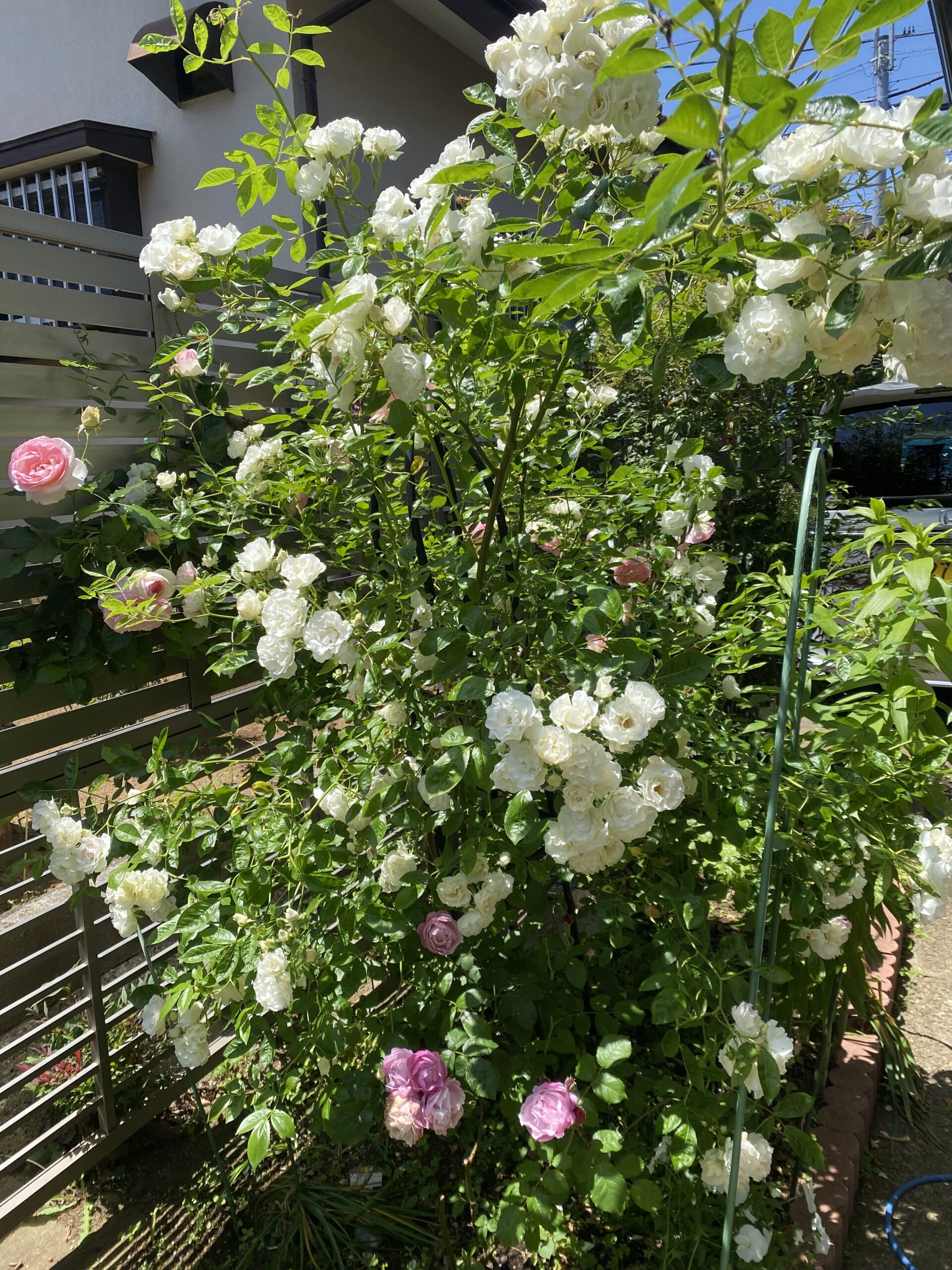 鉢植えに咲く白いバラ