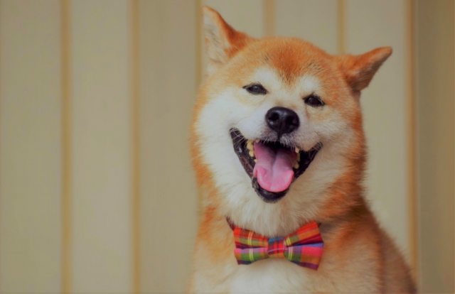 犬を飼ってから咳が出る理由 犬アレルギー 希望が丘 やまぐち呼吸器内科 皮膚科クリニック