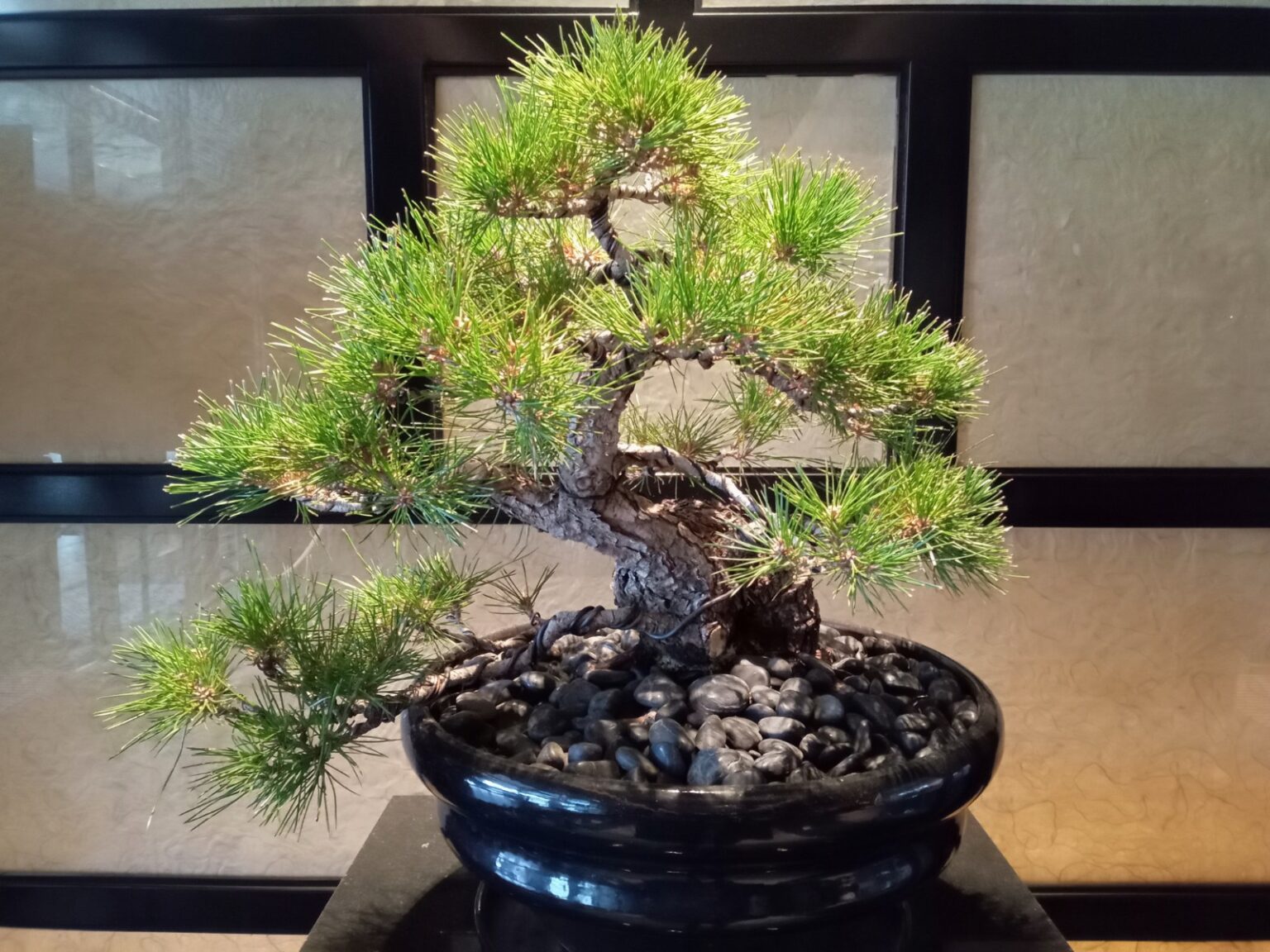 ファセンラのコスト